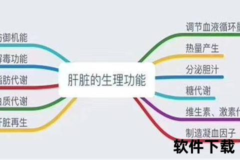 肝的核心功能解析：代谢解毒与人体健康的关键调控机制