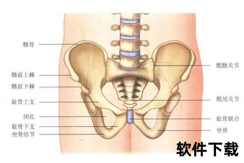 盆腔位置解析:人体解剖结构中的准确区域定位