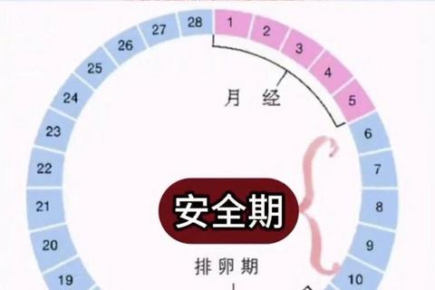 月经期同房会怀孕吗_排卵期与安全期的风险解析