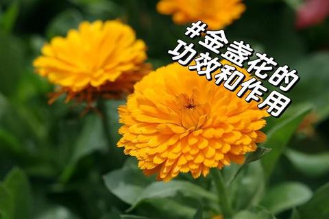 金盏花：抗炎抗菌与美容修复的天然良方