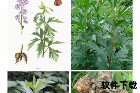 川乌功效与作用详解-祛风除湿及温经止痛机制探析