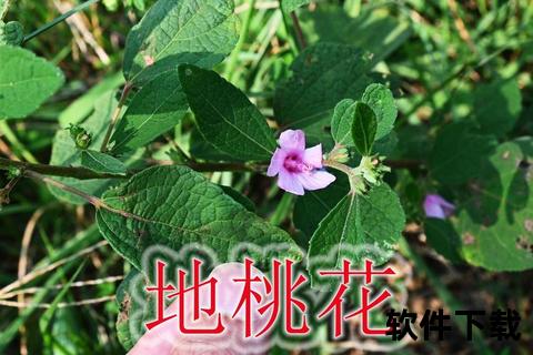 地桃花功效与作用解析-药用价值及自然疗法应用