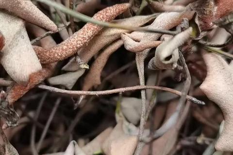 石韦的功效与作用解析：利尿通淋_清肺止咳_凉血止血