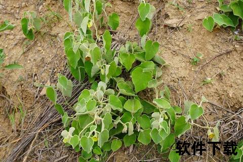 寻骨风的功效与作用解析：祛风除湿_活血止痛的草药应用