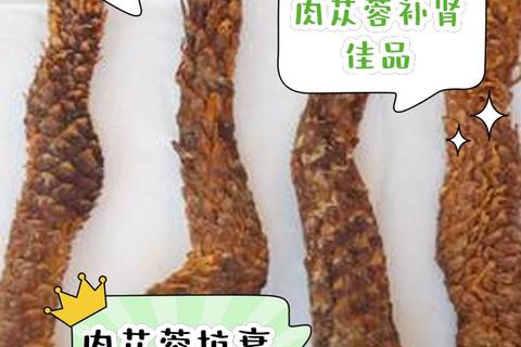 银杏肉苁蓉:核心功效解析与健康作用详解