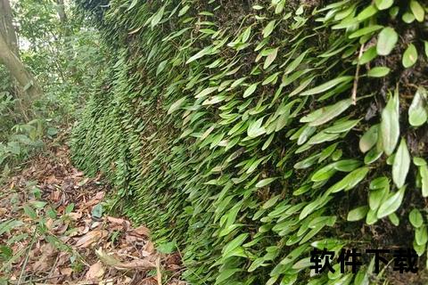 抱石莲：清热解毒利湿消肿_活血化瘀止咳化痰