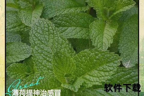 薄荷消炎新探秘：天然草本如何守护健康防线