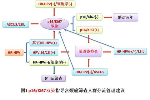 宫颈癌筛查与妇科检查要点解析-HPV检测及宫颈健康管理