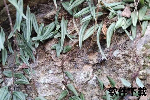 抱石莲：清热解毒利湿消肿_活血化瘀止咳化痰