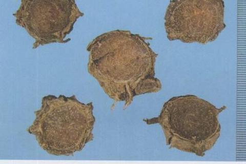 醋莪术功效与作用解析：传统应用及现代药理研究
