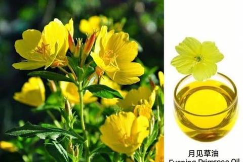 月见草精油功效解析：天然护肤与健康调节的奥秘