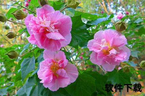 鞭蓉叶功效探析：药用价值_保健作用及现代应用研究
