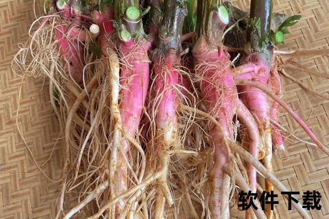 刺苋菜根功效解析：药用价值与食疗作用深度剖析