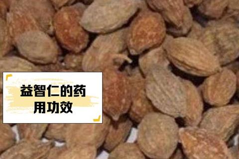 益智仁：温脾固精补肾壮阳_状元果健脑益智佳品