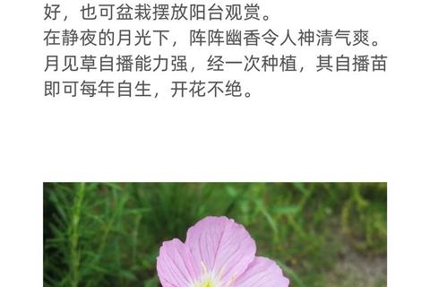 月见草：天然草本的健康功效与药用价值解析