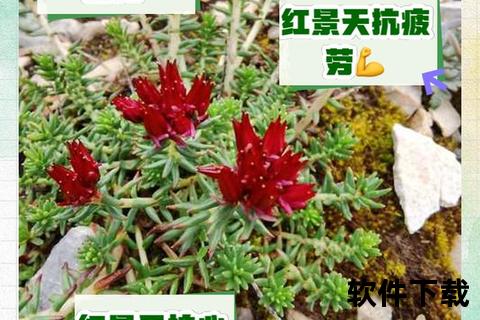 复方蔷薇红景天口服液：天然草本助力免疫平衡与抗氧化修复