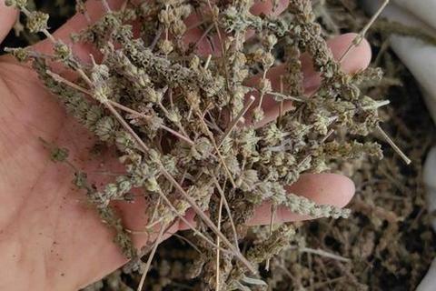 荆芥穗功效与作用解析：解表散寒祛风止痒的药用价值