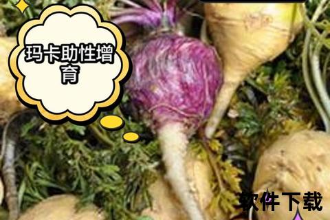 秘鲁玛卡功效全解析:天然能量之源与健康调理作用 秘鲁玛卡功效全解析:天然能量之源与健康调理作用