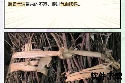 苏梗功效与作用详解-行气宽中_解表散寒的草药应用 苏梗功效与作用详解-行气宽中_解表散寒的草药应用