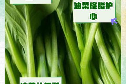 油菜的五大健康功效：降脂排毒_通便强身_增强免疫