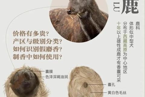 麝香：活血通经_开窍醒神与芳香定香的双重奥秘