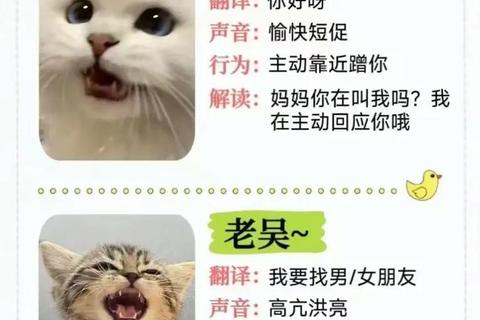 猫咪叫声似婴儿啼哭：发情期与生理结构全解析