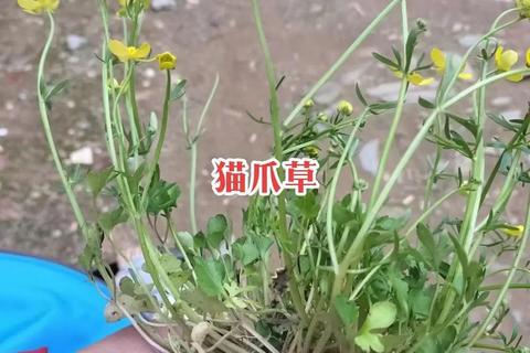 猫爪草的功效与作用解析-药用价值及健康应用指南