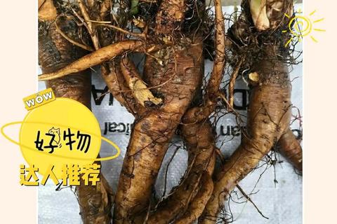 土大黄：清热解毒与祛瘀通便的天然良药