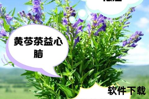 黄芩核心功效解析：清热燥湿-泻火解毒及止血安胎作用