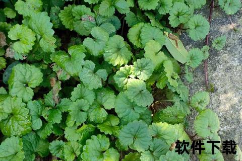 金钱草：排石利湿退黄与利尿通淋解析