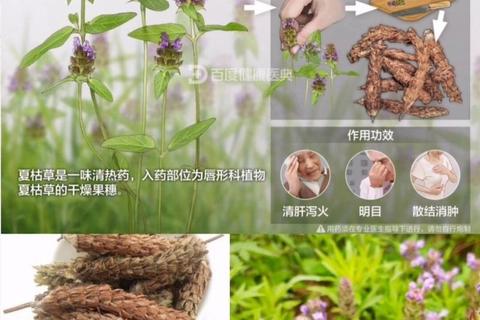 夏枯草功效与作用：清热解毒_降血压_护肝明目详解