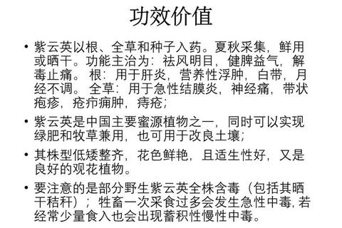 紫锥菊副作用解析-潜在风险与安全使用注意事项