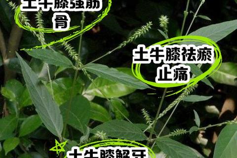牛膝活血通经补肝肾_强筋骨利水通淋引血下行