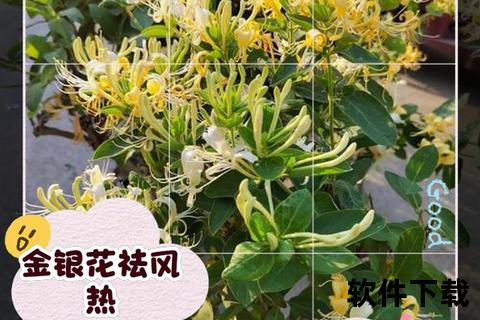 清热解毒与健康守护_金银花的多元功效及现代应用解析