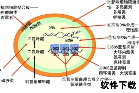 克拉霉素广谱抗菌作用与临床应用机制探析
