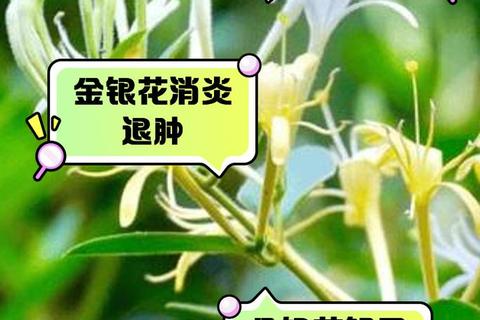 金银花消炎作用解析：科学验证及功效探讨