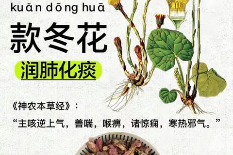 款冬花功效与作用详解：润肺止咳及抗炎应用解析