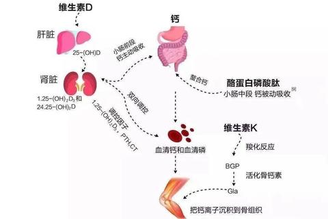 钙-维生素D-K黄金组合：骨骼健康与营养吸收全解析