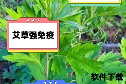 陈艾功效与作用解析：传统草药在现代健康中的应用探析