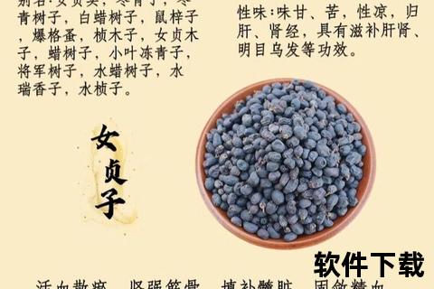 女贞子功效解析：滋补肝肾_明目乌发与免疫调节作用详解