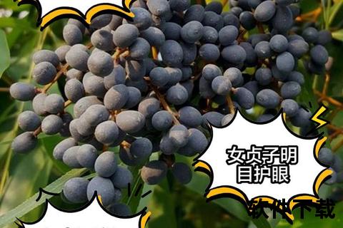酒女贞子功效与作用解析：滋补肝肾_明目乌发的药用价值