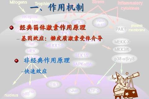 地龙提取物调控微循环的作用机制及效应研究