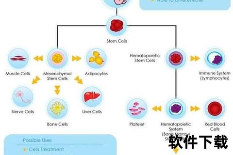 胚胎胶囊作用机制解析-再生医学与疾病治疗新突破