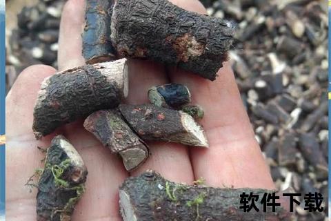 寻骨风的功效与作用解析：祛风除湿_活血止痛的草药应用