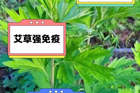 艾草能否治妇科病_功效与使用注意事项详解