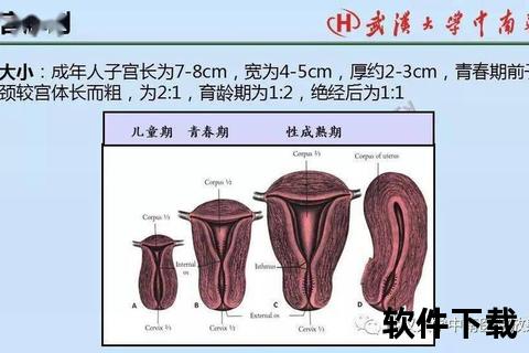 女性外生殖器解剖解析:大位置_结构及功能详解 女性外生殖器解剖解析:大位置_结构及功能详解