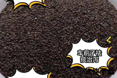 车前子功效与作用解析：利尿明目_润肠通便的天然良药