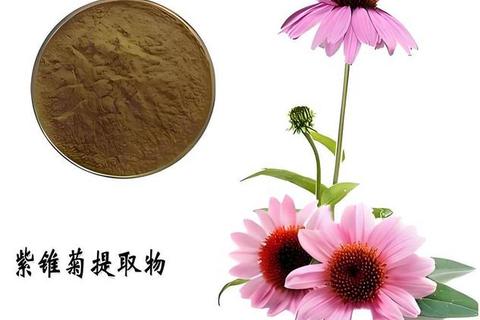 紫锥菊副作用解析-潜在风险与安全使用注意事项
