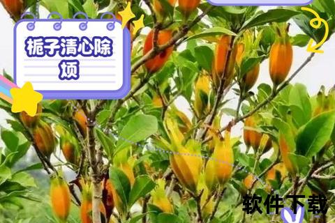 焦栀子功效与作用解析：清热凉血_解毒退黄及临床应用