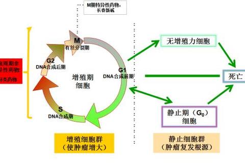慈丹胶囊抗肿瘤机制解析：免疫调节与临床应用新进展